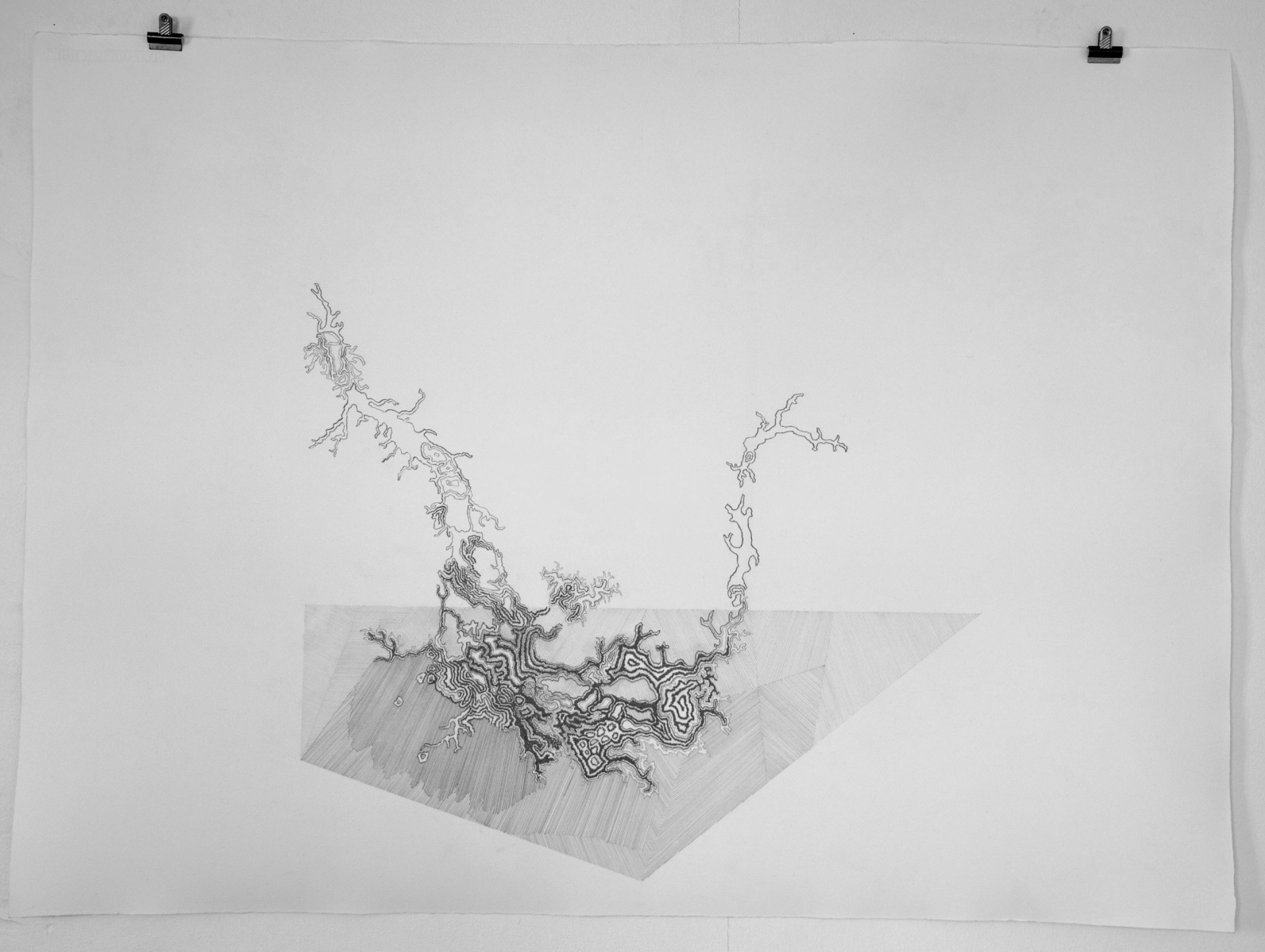 Växt; teckning med blyertsGrowth; drawing with pencil. Size: 106x74 cm. 2021 © Annelie Wallin